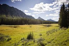 kananaskis the perfect meadow for moose.jpg